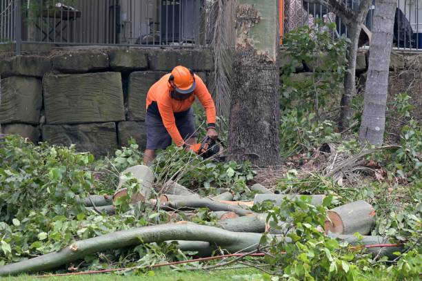 How Our Tree Care Process Works  in  Coleman, TX